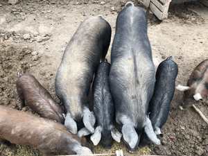 Piglets and Sow who have been serviced and due in 2-4 weeks