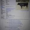2 Wagyu Heifers for sale 