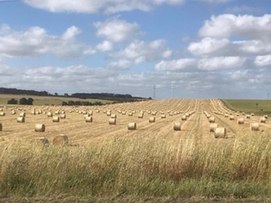 Oaten Hay Rolls