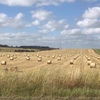 Oaten Hay Rolls
