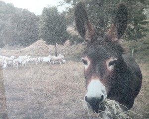 Female 7yrs+ Donkey