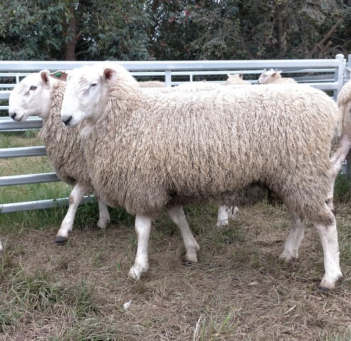 Border Leicester Rams for sale