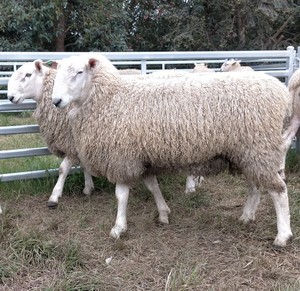 Border Leicester Rams for sale