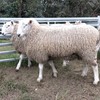 Border Leicester Rams for sale
