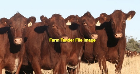 WANTED Shorthorn Cows x 15