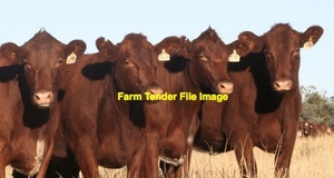WANTED Shorthorn Cows x 15