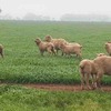 *250 Merino Ewes with 248 White Suffolk Lambs*