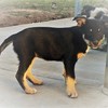 Kelpie x Border Collie pups 