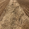 wheat/barley straw