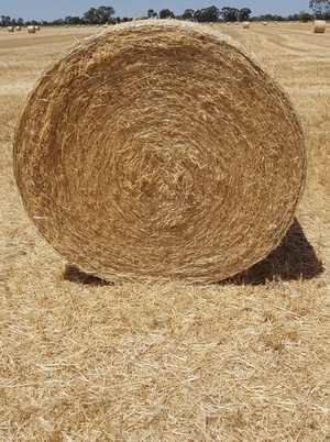 Certified Organic Barley Straw in Round Bales