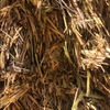 180 Wheaten Hay 550-600kg 8x4x3 Bales