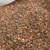 Feed Lentils - Colour Sortex Rejects and Screenings