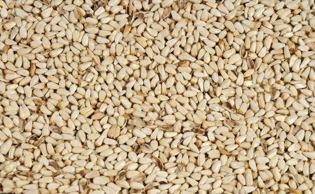 Safflower Seed Bulka or 25kg bags