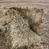 High Protein Cereal hay