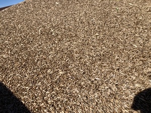 Forage Cereal Rye Seed