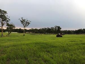 Millet Silage Bales - February 2019 Cut