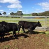 18 simangus heifers 12 months old