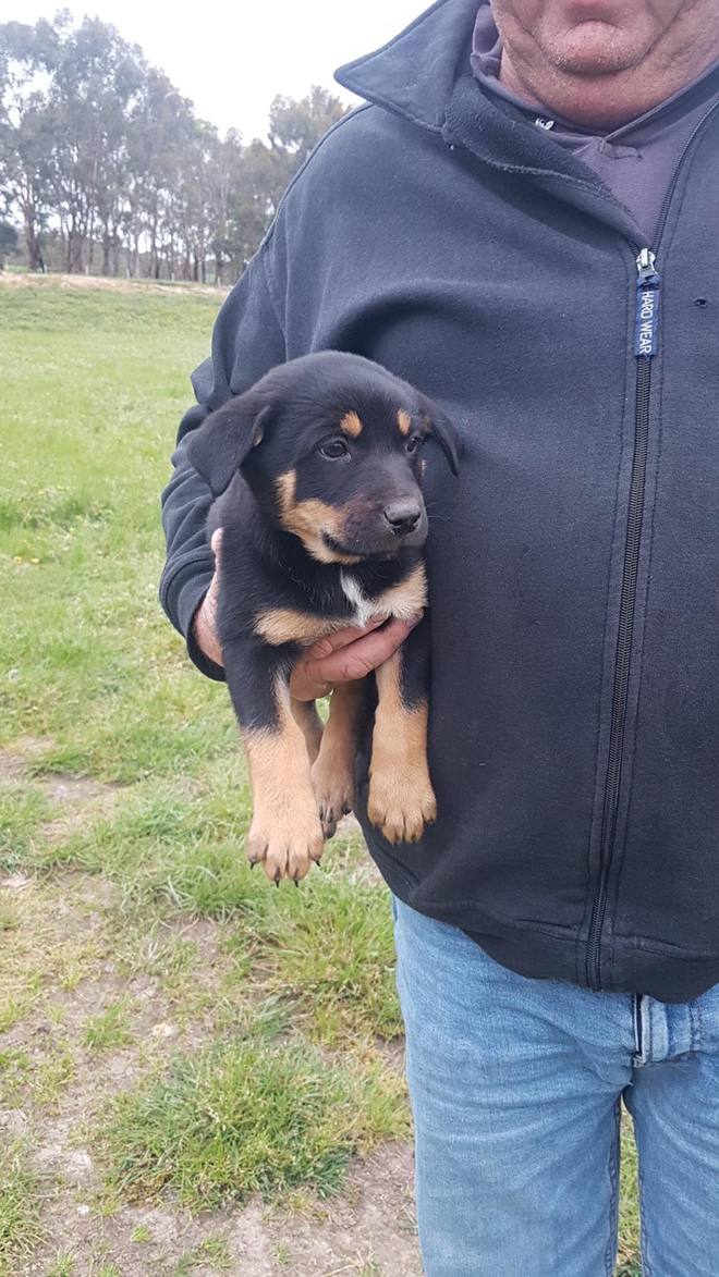 5 x Kelpies Pups for Sale @ $500 each