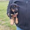 5 x Kelpies Pups for Sale @ $500 each