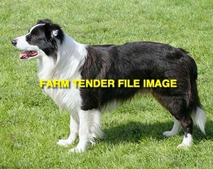 WANTED Border Collie 