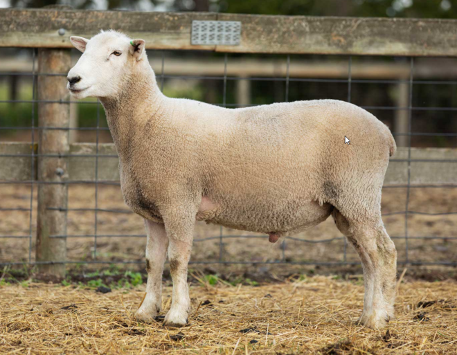 Under Auction - Lot 16 Highlander Ram 190432 (DLE Ram Auction A100 - 10th Sept via Auctionsplus) 
