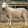 Under Auction - Lot 16 Highlander Ram 190432 (DLE Ram Auction A100 - 10th Sept via Auctionsplus) 