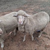 Merino ewe lambs