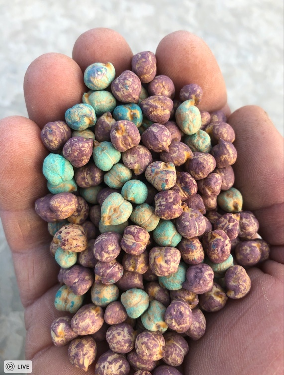 Chickpea seed GENESIS 090