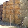 84 x Canola Hay 8x4x3 - Suitable for TMR 