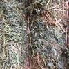 40-50mt Vetch Hay 650-700kg 8x4x3 Bales