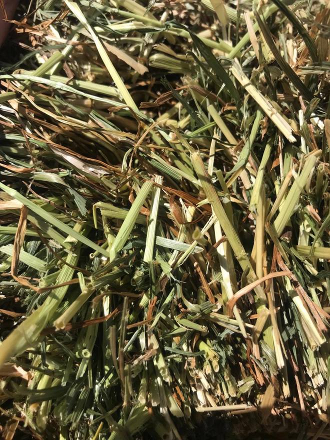 Ryegrass Arcusion Pack