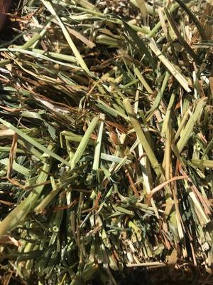 Ryegrass Arcusion Pack