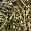 Ryegrass Arcusion Pack