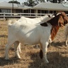 FULLBLOOD BOER BUCK KIDS - REGISTERED