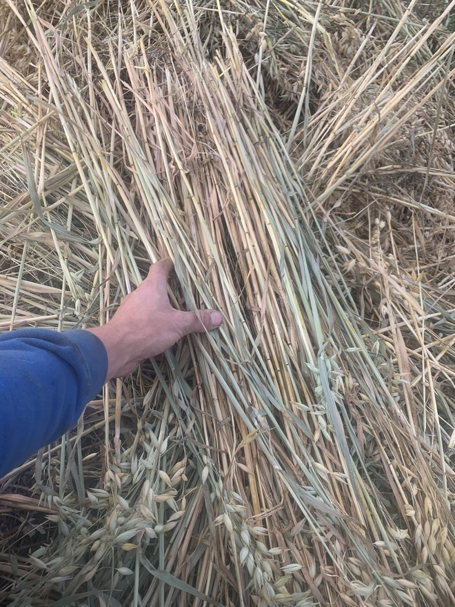 Oaten  Small squares . 5,000 Bales