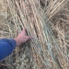 Oaten  Small squares . 5,000 Bales