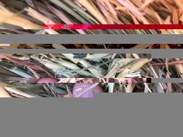 Wheaten Hay Rolls For Sale Ex Farm or Can Freight