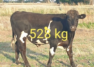 Fresian Cross Speckled Park Steer 528kg