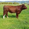 Maine Anjou Bull 