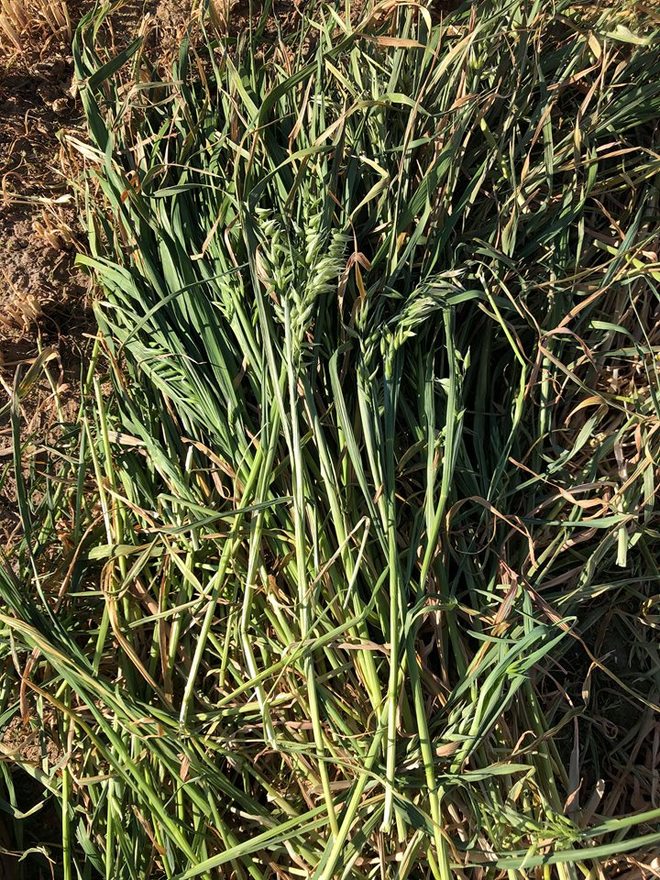 New Season 8x4x3 Oaten Hay