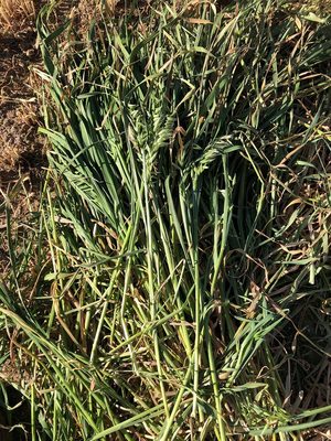 New Season 8x4x3 Oaten Hay