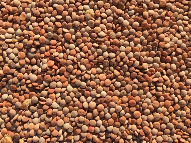 Feed Lentils, ( mixed varieties)