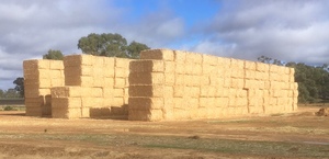 Canola Straw 8x4x3 Bales