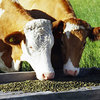 100% Dehydrated Lucerne/Alfalfa Pellets