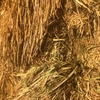 wheat/rye hay