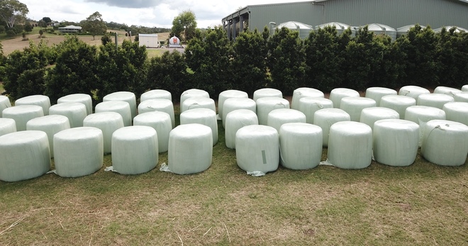 Silage Sorghum + Cow Pea For Sale