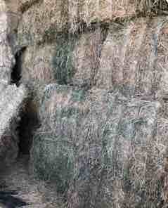 1 x Single Load of 1st Cut Lucerne