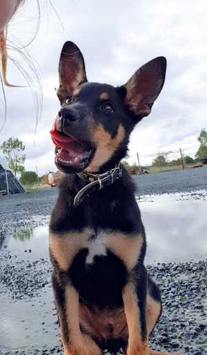 Kelpie Pup - Father purchased for $8000.00 at Glenn Innes working dog auctions. Make an offer