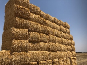 Under Auction - Wheaten Straw 128 - 8x4x3 Bales approx 480 kgs - Sold By The Ton