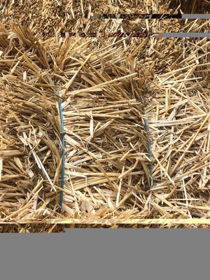 Small bales windrowed Barley Straw for sale